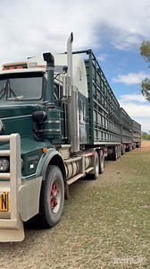 This roadtrain is only used here on the station to cart the cattle from the paddock yards back here to the main yards at the station complex. The station is 1.7 million acres, about 200km from east to west and about 80km from north to south. A round trip to collect cattle can take over 5 hours, and they may do 2 or 3 loads a day. #roadtrainsaustralia #outbacktruckers #cattle #cattlestation #outbackaustralia | Miss Chardy