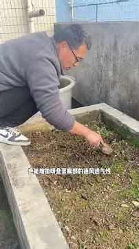 To ensure vigorous growth of spring chives, timely management such as