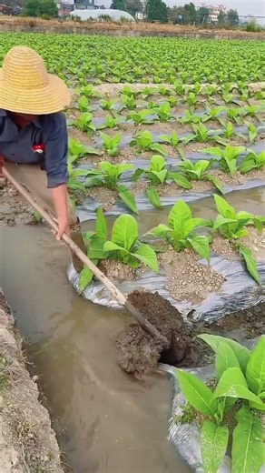 Efficient Crop Care Techniques with Modern Farming Tools