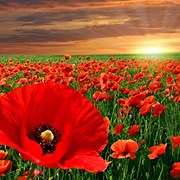 Activities Calendar | Remembrance Day 11th of November