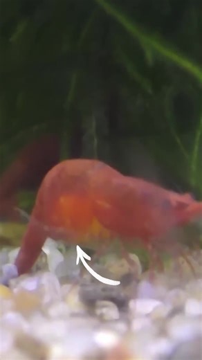 How to Easily Sex Cherry Shrimp | Aquarium Co-Op