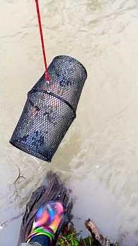 Are Bass Pro Shops Minnow Traps Any Good?