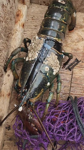 Lobsters undergo a growth process known as "molting." In this process, a lobster absorbs extra water, creating internal pressure that results in the splitting of its shell. The lobster subsequently frees itself by shedding its old outer shell, revealing a fresh, pliable exoskeleton. #lobster #molt #shed #crustacean #maine #intresting #unique #perfecttiming #education #commercialfishing #mainer #boat #boatlife #fisherman #lobsterfishing #cool #discover #newengland #ocean | The Downeast Cowboy