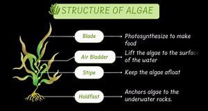 Algae