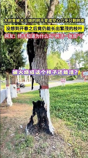大樹曾被大火燒的樹幹變成空心幾乎只剩樹皮,沒想到開春之後竟仍能長出繁茂的枝葉,網友：終於知道為什麼叫"樹活一張皮"了!#shorts #奇迹 #生命力