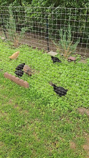Little babies playing & having fun in their first time outside - Young Chick fun@ OneMinuteChickens
