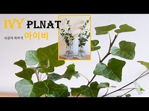 Propagating IVY plant from cutting:: How to water propagate IVY plants::indoor plant
