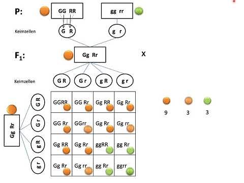 Aufstellen von Kreuzungsschemata - Mendel Teil 3: Dihybride Erbgänge