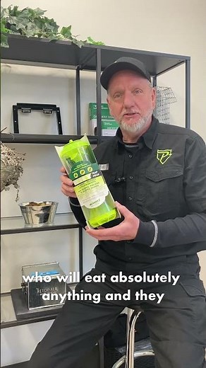 Do Wasp Traps Actually Work?