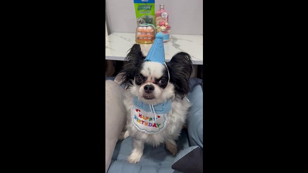 Pennywise dog glares when he is dressed in birthday outfit