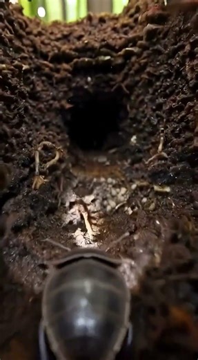 Field Cricket POV: Inside a Hidden Underground Burrow