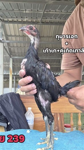 หลานกุมารจีน #ไก่พม่า #roosterfarm #ฟาร์มไก่ #chicken