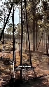 إزالة الغابات باستخدام 'سلسلة الشيطان' | فيديو ترند