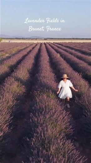 Lavender fields in Provence Region of France.#lavenderfields #provence #france