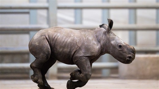The Wilds welcomes second southern white rhino calf of the year