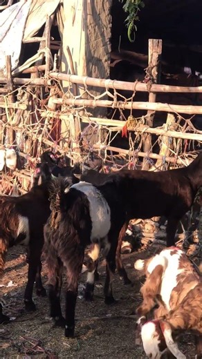 وضعية لقاء الماعزgoat meeting goat farm goat meet-up #bakaraykimasti #bakra