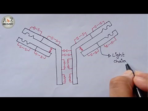 How To Draw Antibody Diagram | Structure of Antibody | Immunoglobulin Drawing Ig | Very Easy Way