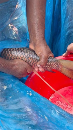 Giant Ruho Fish Breeding System.#viral #shorts