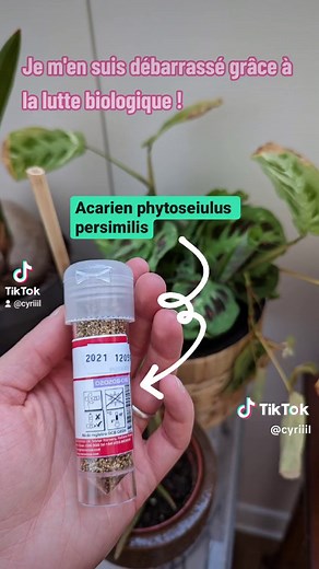 Combat des araignées rouges sur ma Maranta