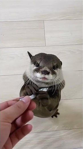 Otter Takes a Fish from a Human 🦦🐟 | A Heartwarming Real-Life Moment