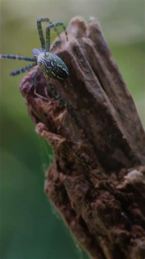 Beautiful Green Spider on Tree Bark 🕷️🌿 | Macro Wildlife Shorts