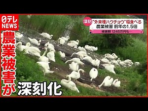 【外来種ハクチョウ】農業被害が拡大 追い出し作戦は…