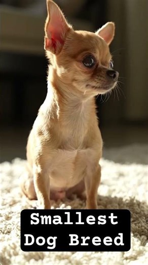 The Chihuahua is widely recognized as the smallest dog breed in the world