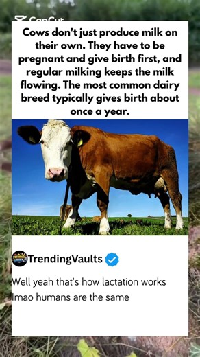 How true is it that cows don’t produce milk on their own? #trending