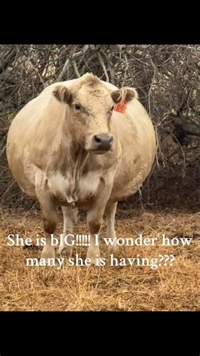 For those of you who asked. She had only 1. Both are doing great. | Amy Gibson Duncan