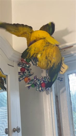 Little cute Golden Conures playing! Star and Sunshine with their new imped Amazon wings. They look so cool and unique. Golden Conures are so amazing! They are : Sweet Affected Gorgeous Loving Phomenal God created a masterpiece when he created Golden conures! #funnybirds #funnyparrots #funnyparrotsofinstagram #funnypets #exoticpets #beautiful #nature_friends #macaws #birds #parrots #petarefamily #animals #greenwingmacaw #nature_shots #animallover #cuteanimals #birdlover #Instagram #carolinvonpetz