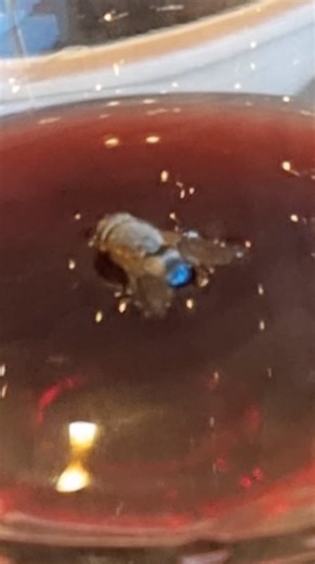 An eye for an eye makes the whole world blind. A wine for a wine makes the whole world happy. Does it though? | The Firkin