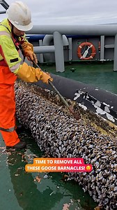 These barnacles are worth a fortune 🤑🐚 | Lessons Learned In Life