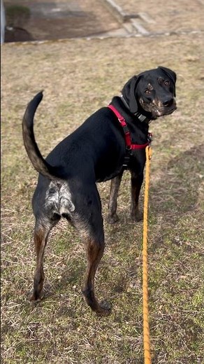 Meet My Unique Pup: Catahoula Leopard Dog x Bluetick Coonhound! #shorts #dopedog