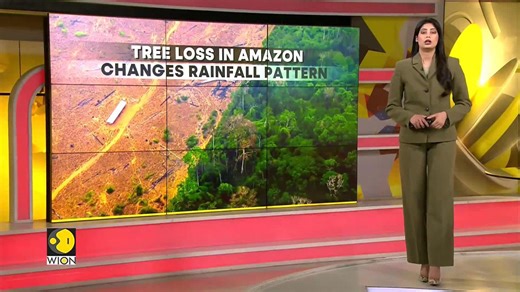 Amazon tree loss may worsen both floods and droughts: Study