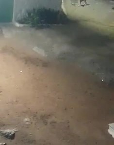 12K views · 102 reactions | Tens of Dogs at Religious Place Kohe Qayam hill at Chintalmet, Attapur creating nuisance for the pilgrims. | Hyderabad Hyderabad Hai Yaar | Facebook