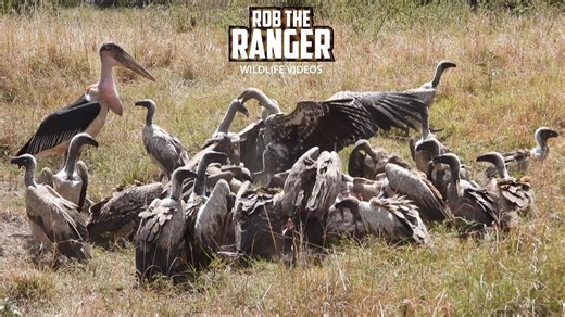 Vultures devour gnu carcass beside the safari road