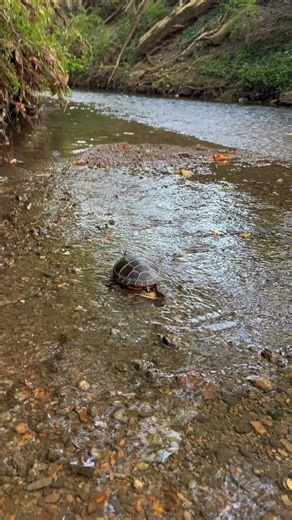 We’ve released over 80 turtles in the past four months and we have many more still in care that we expect to release before October. This Eastern Painted Turtle came to the Center with a hind limb injury and appeared to be very happy to get back to her home last week! We can only help wild animals when people like you care enough to stop and help. Thank you to all of the amazing finders and transporters who go out of their way to help wildlife every day. It is because of you that turtles like th