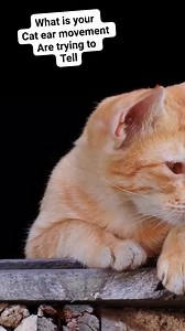 53K views · 895 reactions | What is your cat ear movement are trying to tell you #reelsviralシ #fypreelsシ゚ #fypreelsシ゚viralシ #viralreelsシ #fypreelstrending #reelscats #catreels #catreelsfbviral #catreelsfb #fypシ゚ #reelspetlover #catcute | All about cats | Facebook