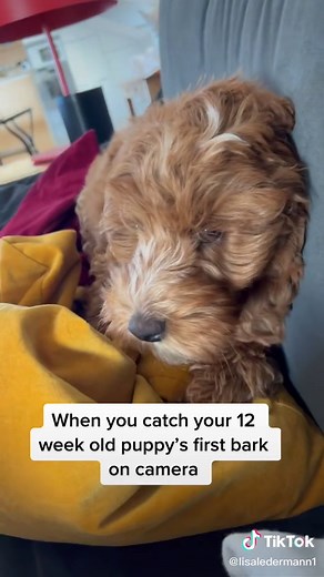 Scared herself with her own first bark #labradoodlepuppy #minilabradoodle