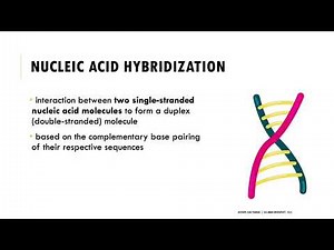 Nucleic Acid Hybridization