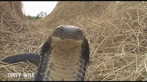King cobra | one of the world's deadliest animals