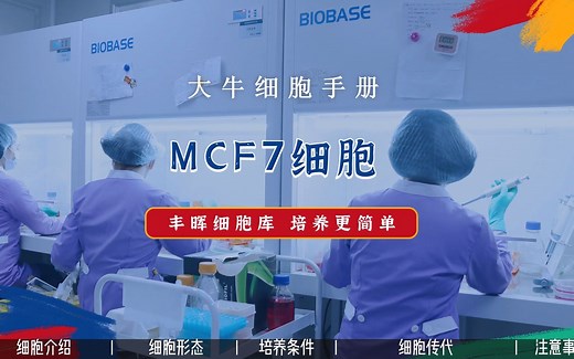 丰晖生物细胞库培养手册——MCF7（MCF-7）细胞培养，人乳腺癌细胞培养攻略。