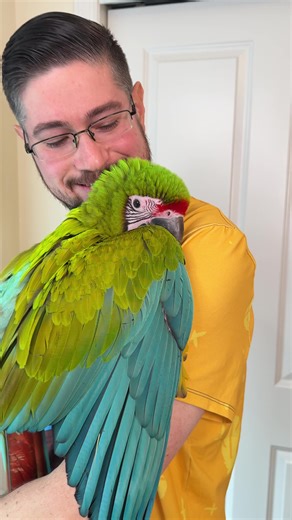 Are macaws affectionate? This is Cucumber a Great Green Macaw and he sure is cuddly. Macaws can be quite affectionate when they trust someone. This macaw is just a baby so he is seeking warmth, protection, and attention. #pets #parrots #macaw #macaws #birds