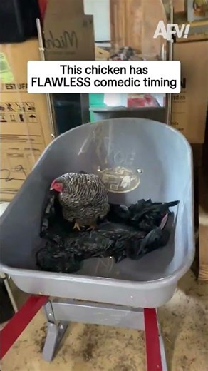 This chicken has FLAWLESS comedic timing