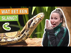 DIT IS DE GIFTIGSTE SLANG TER WERELD! 😱🐍 | Carlijns Dierenvraag #63