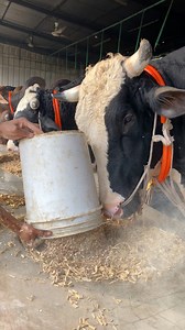 6.3K views · 65 reactions | The shepherds beautifully fed the giant bulls with grain in the afternoon #bulls #eating #cattlefarm #shortsreels #vairalreels #foryoupageシ #vairalvideo #foryouシ | Bulls take care | Facebook