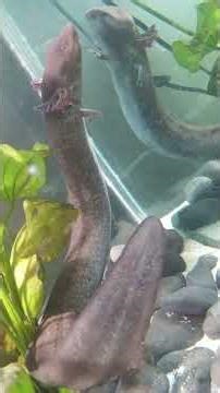 Greater Siren #animalfacts #wildlife #animals #nature #amphibians #greatersiren #siren #salamander