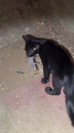 Cat 🐱 hunting rat 🐀