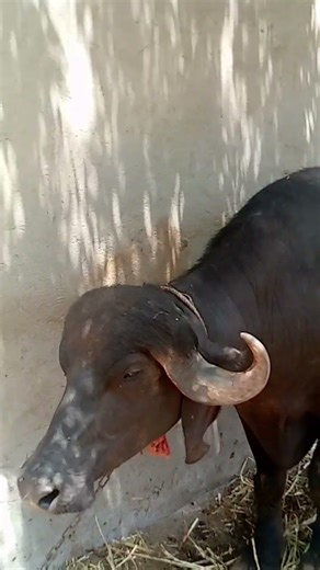 #tabelo #cow #gir #bull #gircowgujaratbhavngar #baffalo #robad ho🦚🔥