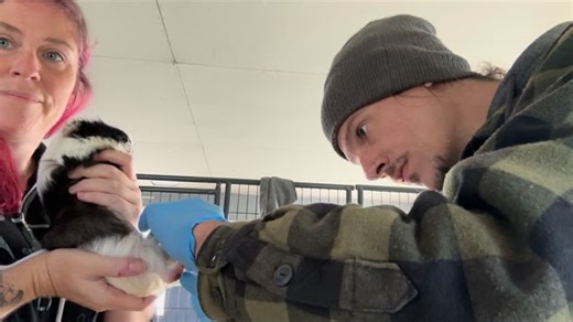 Deloris Van Cartier Update! She’s doing really good after her surgery last week to get a giant cyst removed from her uterus. Her bumble feet are still a long road to recovery, but she no longer kicks and struggles when we put the cream on. She loves taking her medicine (as you can see) and her stitches are healing perfectly. If you watch the whole video, you can see her push her head into my mouth for more kisses. She really is a sweet girl. She did not deserve any of this pain. But she deserves